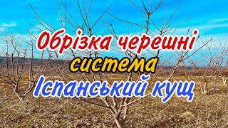 Обрізка черешні система Іспанський кущ. Обрізка сформованого дерева.