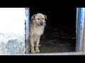 Rescue of a Sad Dog Who Forgot To Live | Howl Of A Dog