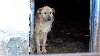 Rescue of a Sad Dog Who Forgot To Live | Howl Of A Dog