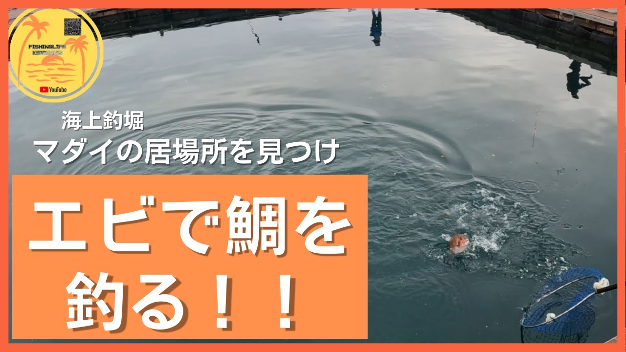 【海上釣堀】エビでタイを釣る!! - YouTube