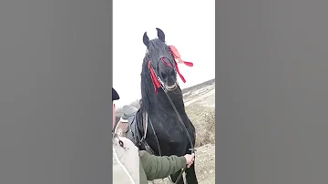اقوى صوت من صهيل الأصيله وينهم عشاق الخيل 