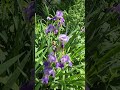 #sweetiris #iris #flowers #flowershort
