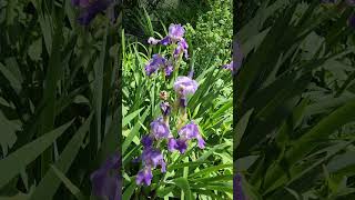#sweetiris #iris #flowers #flowershort
