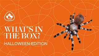 What's In The Box | Halloween Edition