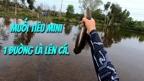 Câu cá lóc mùa lũ (P15).Ném 1 đường là lên cá.Thợ săn cá lóc.