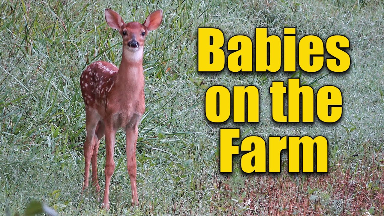 Baby Deer on the Farm YouTube