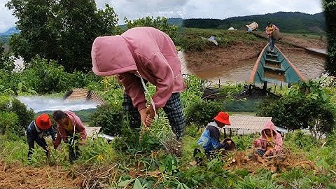 hnub no kuv tus niam tsev wb mus cuab moo Thiab khawb qo rau niam pub qaib 11/7/2021