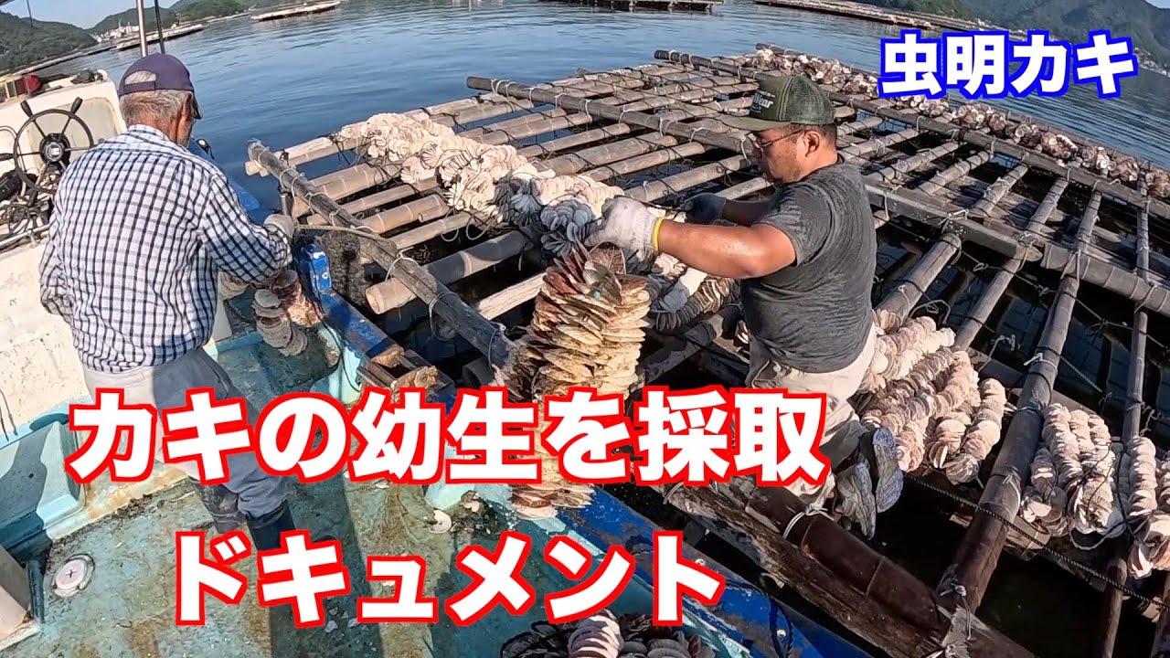 夏色・カキの幼生（赤ちゃん）を採取する親子の密着ドキュメントです