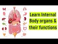 Internal Body Organs And Their Functions Internal Body Parts Diyasfunplay