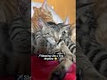 Tiny Kitten 😂 #shorts #kitten #funnyanimal #funnycat #catlife #cat #airplane #foryou