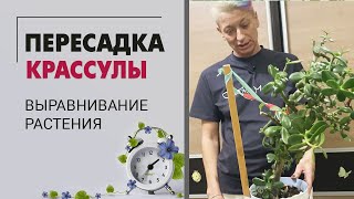 Как правильно пересадить крассулу. Пересадка и выравнивание растения.