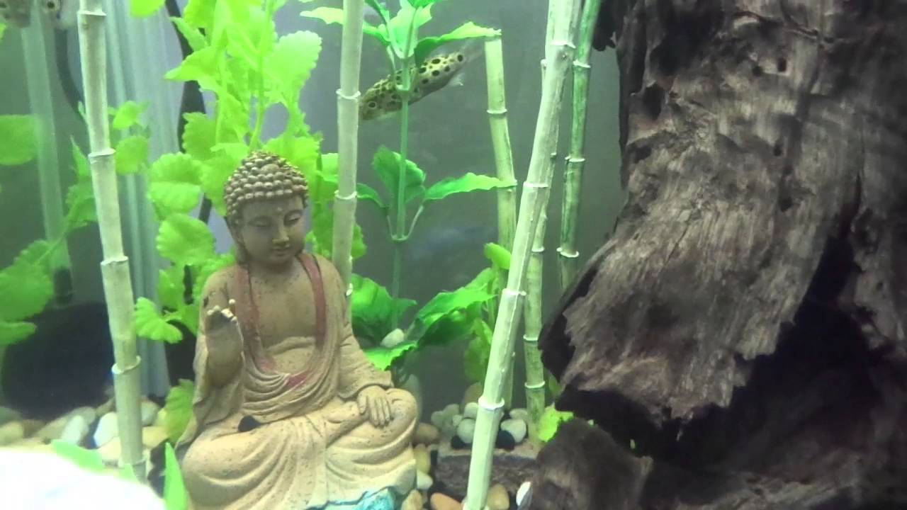 Upside down Spinning puffer fish Help! Fin problem! YouTube
