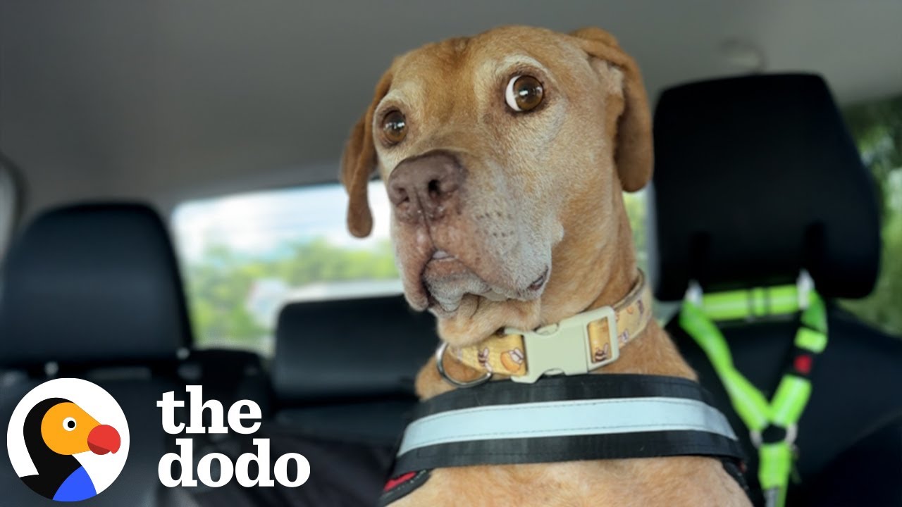 ⁣Petrified Dog Needed Help From Her Foster Sister To Learn How To Dog | The Dodo