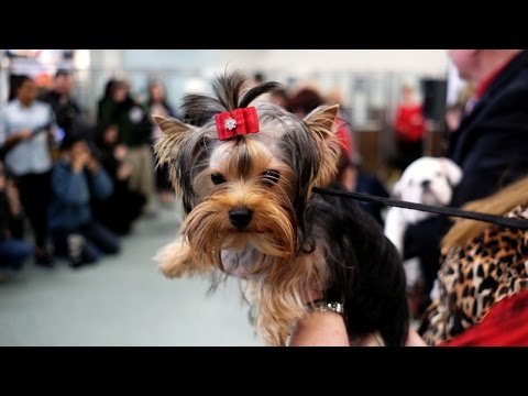 Видео: Какие самые популярные породы собак в Соединенных Штатах