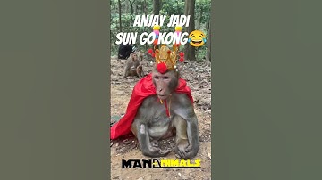 MONYET LUCU jadi Sun Go Kong #shorts #shortsfeed #shortvideo #shortsanimal #monyet #viralvideo #fyp
