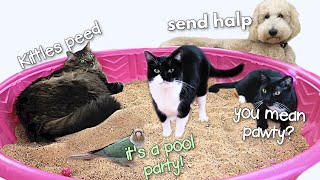 Humongous Sand Bath | Dog vs Cats! (And Bird)