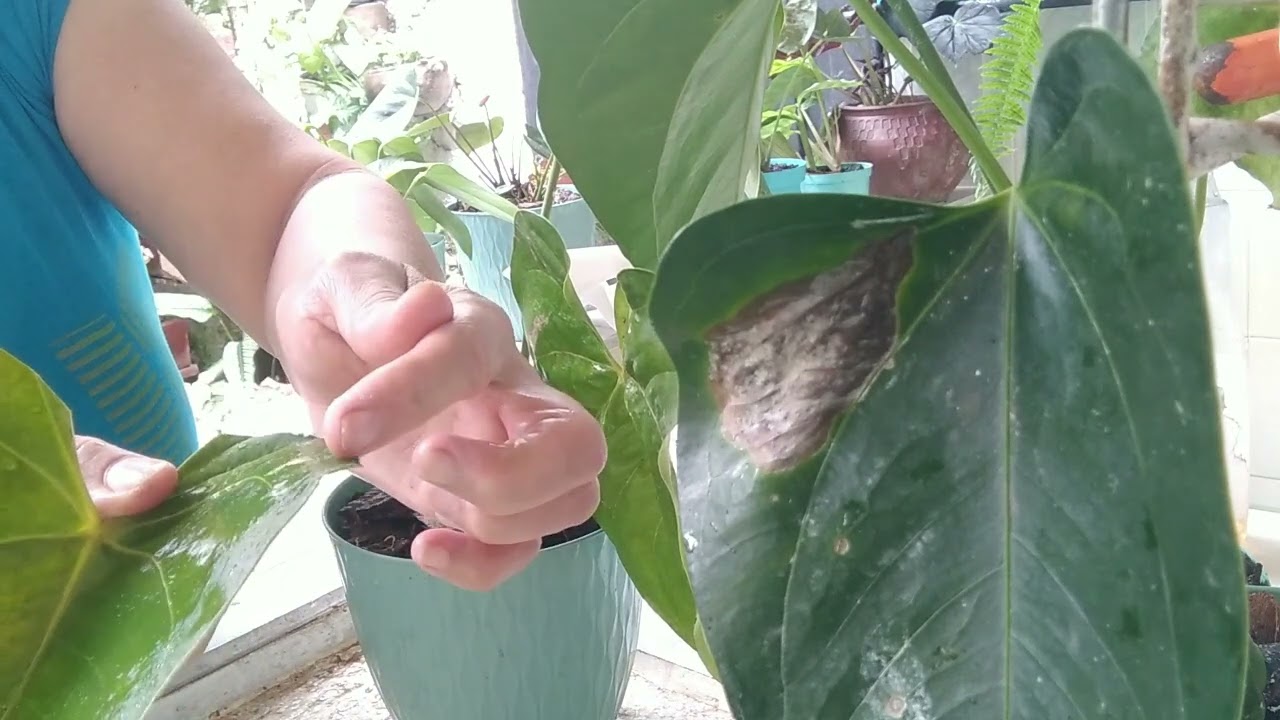 ANTURIOS con HOJAS  puntas secas  amarillas y lunares color marrón .  ¡¡ lo que debemos hacer 🌿🥬🪴!!