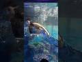 വയനാട് ഫെസ്റ്റ് Aqua tunnel expo മത്സ്യകന്യക 🧜‍♀️🧜‍♂️