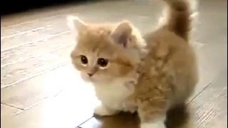 Jugando con un lindo gatito