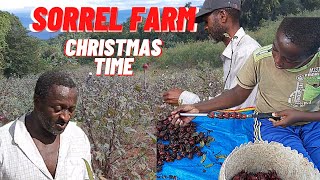 FARMERS DO THIS EVERY CHRISTMAS IN JAMAICA| SORREL FARM BIG BUSINESS IN JAMAICA DURING CHRISTMAS