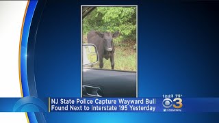 NJ State Troopers Help Capture Bull Found Next To Highway