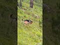 Bravo enjoying morning playing after rain#germanshepherd#dog#dogshorts#shortsviral#morningroutine