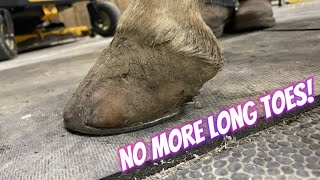 BAREFOOT TRIM on a Horse that used to have LONG TOES