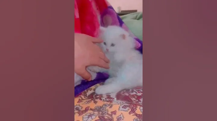 Watch the video about 🛑SUBSCRIBE 🛑 Cutest pet on the internet 🥂 #youtubepartner #shorts #funny