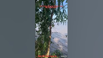 Cần bán nhanh DT 12 công đất lúa giá 100 triệu 1 công thuộc huyện mộc hóa tỉnh Long An lh 0819259737