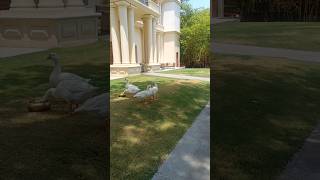 Golconda Resort and Spa #vairalshort #viral #hyderabad #holiday