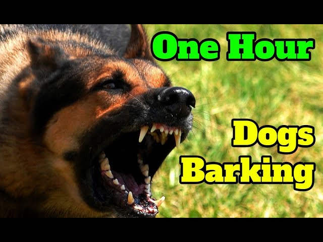 Anjing Menggonggong Selama Satu Jam - suara gonggongan selama 60 menit dari berbagai jenis anjing class=