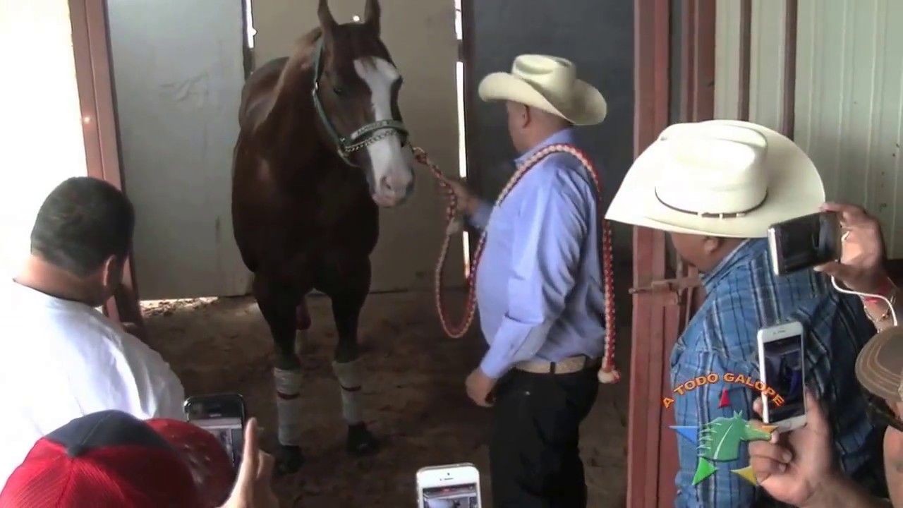 regreso a las pistas de panama wes youtube panama caballos regreso