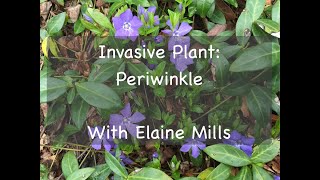 Invasive Plant Periwinkle