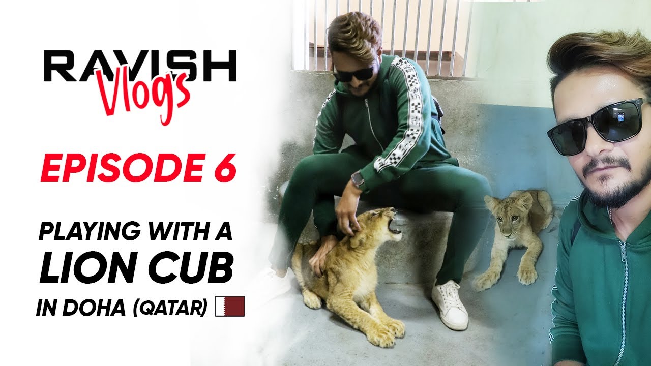 Exotic Pets In Qatar Part 1 Lions, Tigers, Cheetahs, Hyena & More