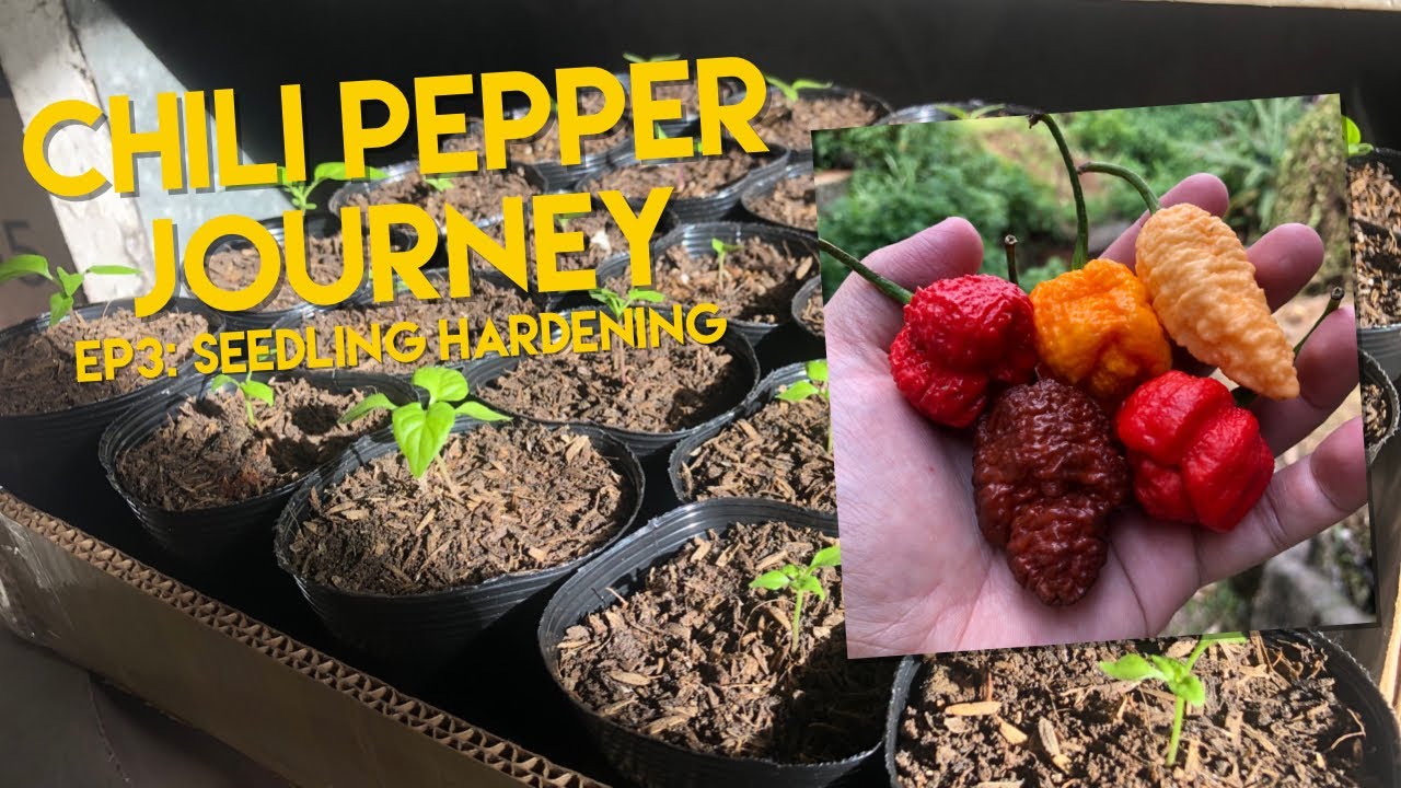 Chili Pepper Journey Ep3 Seedling Hardening YouTube