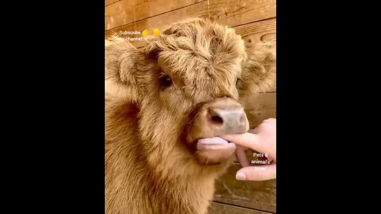 Cow loves her owner - Cow kisses with owner - Cow - fun with Animals - Pets & animal's lover