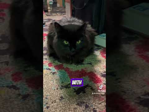 Diagnosis Cats Cat Cute Pets Blackcats Blackcats Fluffy Kitty Catvideos 