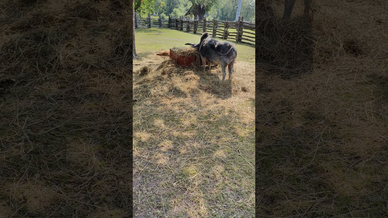 zebu cow is close by eating and fighting off flies toronto canada dec 2025