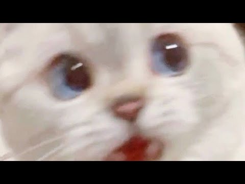 Meow The Living Tombstone 1 Hour Version Emi ちゃん