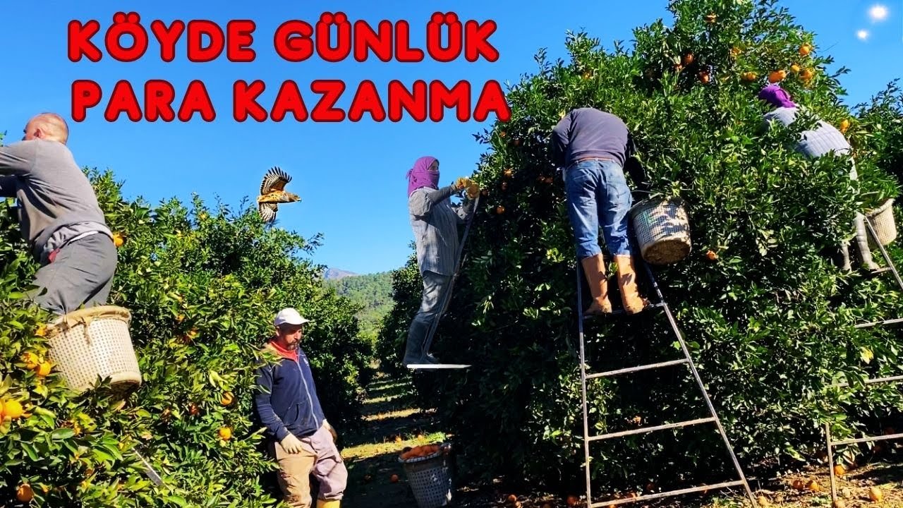 PORTAKAL’ın HİKAYESİ KÖYCEGİZ BEYOBASI KÖYÜ. Şehirde neden PAHALI. #köy #köyhayatı