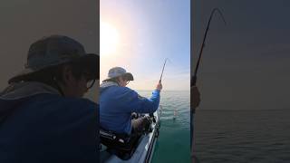 Una piccola seppia è venuta a trovarmi - kayak fishing #fishing