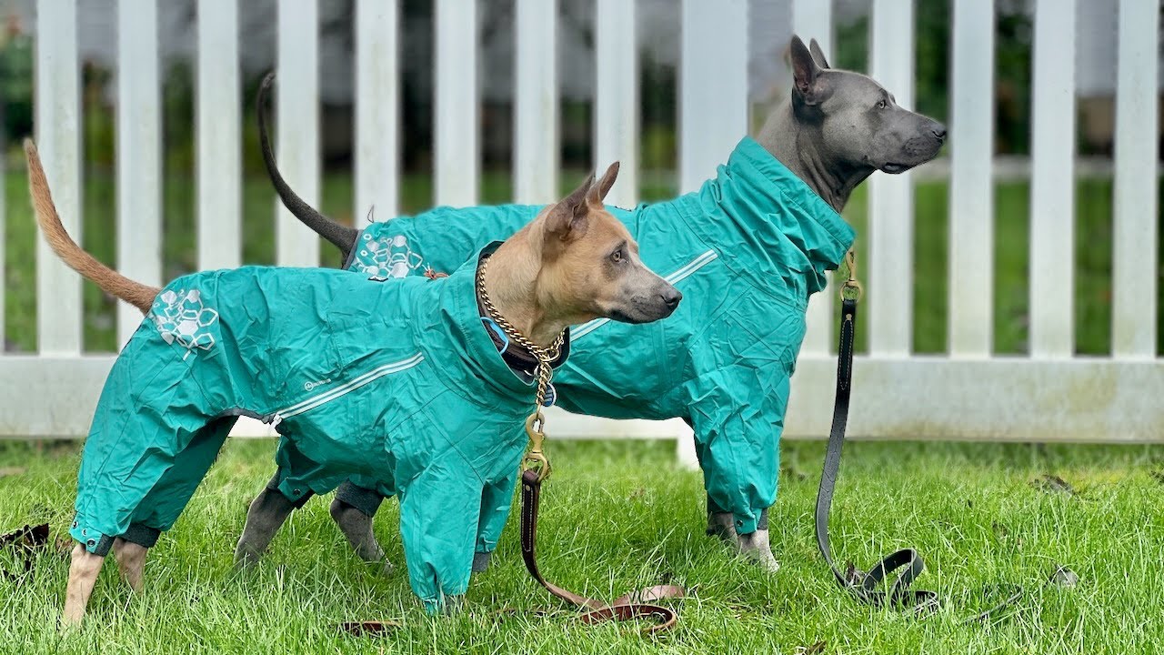 Akropolis Thai Ridgeback Foundation Dogs