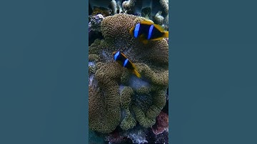 We found Nemo!