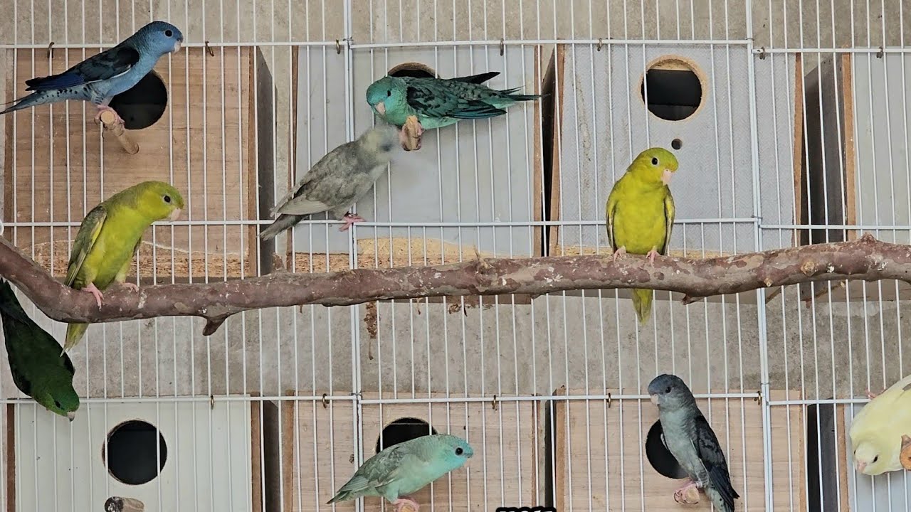 Eu mostrando os passaros | Aves e Passaros para criação | Marcelo Arruda