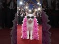 My Cat on red carpet 😜 #fashion #viralvideo #catlove #youtubeshorts