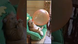 Mèo thổi bong bóng I Moon Family I #shorts #41 screenshot 1