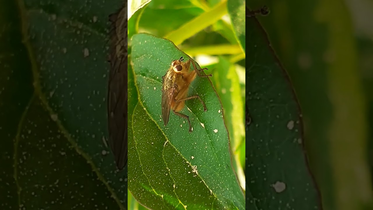муха навозница рыжая, или скатофага навозная, или навозница жёлтая (Scathophaga stercoraria)