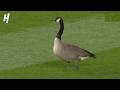 Goose On The Loose At Wrigley Field 😂 ⚾
