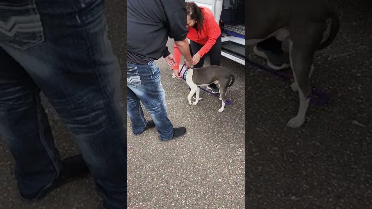 Poor Pup In Desperate Need Of Amputation To Free Him Of Unrelenting Agony