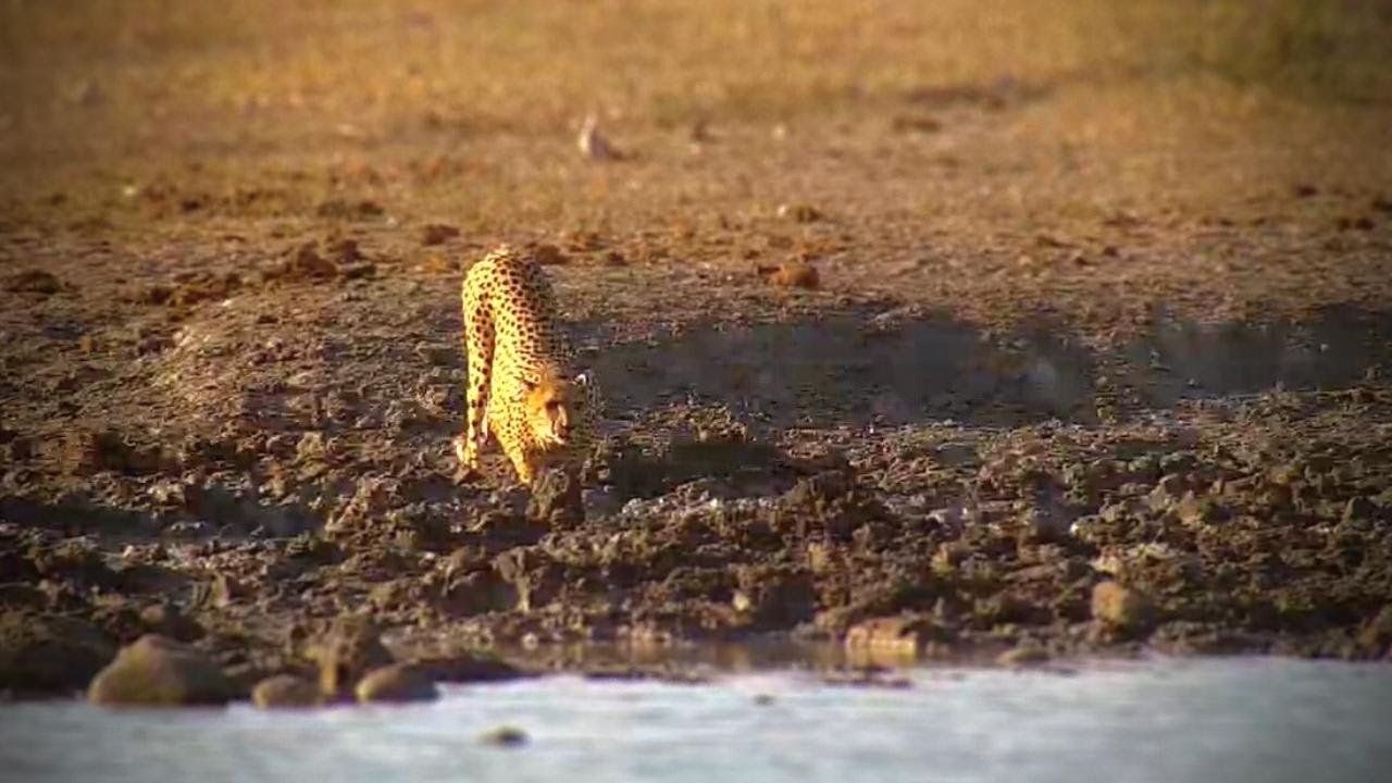 Special Cheetah Visit YouTube
